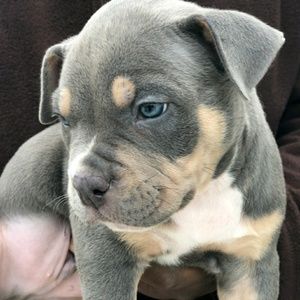 Meet your Posher, Franklin